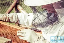 墙内开花墙外香 阿根廷蜂蜜产品试图称霸世界图片