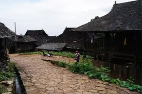 香妃--景迈古树茶图片