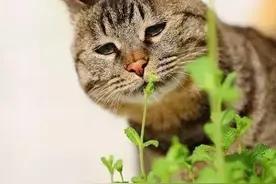 神秘莫测的猫薄荷，实际却是河南人餐桌上的最常见的凉拌菜图片