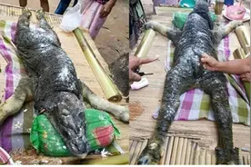 母牛产下鳄鱼外形的小水牛，村民为求好运向它祈愿！图片