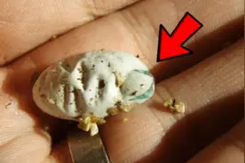 男子从野外带回一颗蛋,经过数天的照顾之后,孵出这个了图片