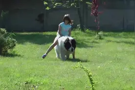 小女孩把大狗狗当做座驾！任意骑，威风不？视频封面