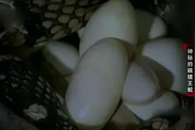 《动物世界》雌性眼镜王蛇用身体收集树叶为自己筑巢产卵