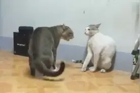 天下武功，唯快不破，5.0攻速，神走位，喵星人巅峰对决。图片