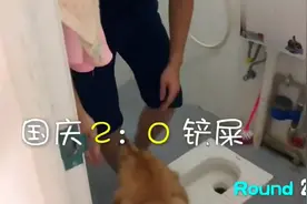 这只狗狗太聪明了，和主人玩游戏，居然三次都赢了