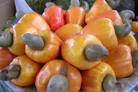 知不知腰果的生果长什么样？想不想尝尝它生果肉的味道？图片