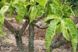 芒果园使用除草剂不当，会导致这些问题图片