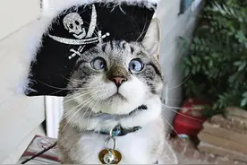 杯具，那只火爆网络的“斗鸡眼”猫咪明星离家出走了！图片