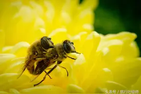鸡肉味儿，嘎嘣脆！吃大虫子真的是为了世界和平！图片