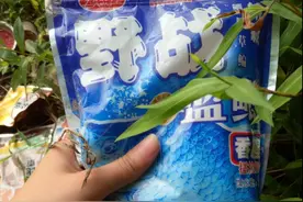 带女朋友用野战香腥料去河边钓鱼，狂拉鲫鱼，好爽！图片