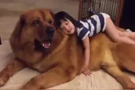 都说藏獒凶残可怕，可小女孩把它当最舒适的座驾！图片