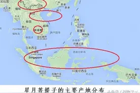 史上最专业、最详细星月菩提子产地知识图片