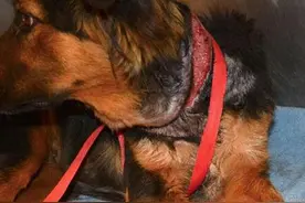 不能这样给狗狗绑牵绳，一步一步勒进气管感到后怕图片