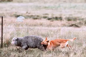 澳洲野狗太多，专家建议做成罐头卖到亚洲。图片