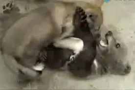 小哈士奇与小黑熊打架，二哈原来这么厉害，把小熊吓成了熊样图片