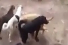 收养所里长期缺食物，小狗被大狗咬死当食物！图片