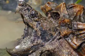 大鳄龟攻击性强的大型淡水龟图片