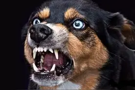 4183万／亩！厮杀10小时，郑州房价进入狂犬时代！图片