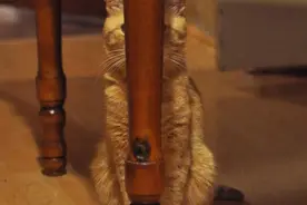 这才是正版的躲猫猫，人类版的捉迷藏简直弱爆了图片