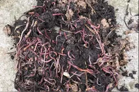 雨天柴堆挖蚯蚓，养起来日后钓鱼用图片