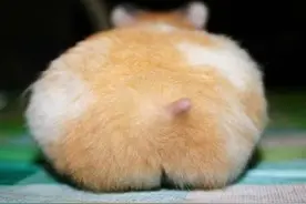 变态，不许偷看我的屁屁图片