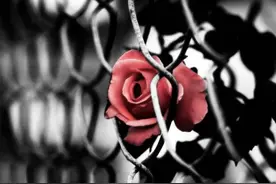 爱情离开时浓烈的烟雾以及荒芜一片的绝望，是惨烈的图片