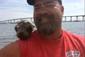 男子莫名被一条海豹喜欢并且赖上，小家伙亲昵的靠在他背上打盹图片