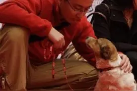 跟小偷搏斗的狗狗因失去双腿惨遭主人遗弃！图片