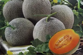 新疆哈密瓜地位如何，且看汉族名人怎么说，也许你还不知道图片