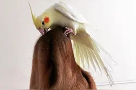 狗和鸟在一起，你知道会发生什么吗？图片