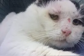 这是1只患有艾滋病的小猫咪图片