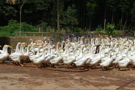 回收商“消失”愁坏株洲养殖户 200多只鹅滞销图片