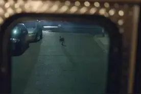主人被救护车拉走，忠犬的行为让人感动落泪图片