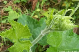 乡村美食之南瓜藤：农村喂猪的藤子竟成了饭桌上的佳肴！图片