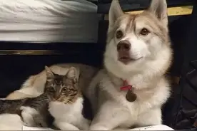 被二哈带大的猫咪，最后~~~~图片