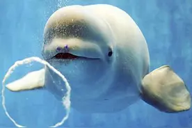 海洋“萌星”白鲸图片