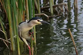 农村有一种怪鸟：专门“偷”鱼且自带“夜视”功能图片