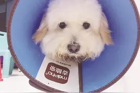 狗狗逛风光带疑被毒蛇咬伤 抢救六天脱险图片