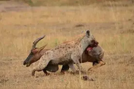 鬣狗的食物被4只猎豹抢走，赶紧拔腿就跑，回去叫兄弟，有种别走图片