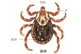 蜱虫能咬死人，最可怕是它的毒素。兽医教你如何处理蜱虫图片