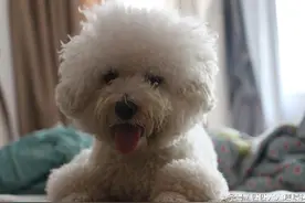 狗狗美容前后对比，主人差点认不出来图片