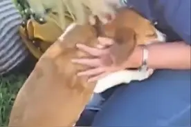 女主人出差回家，看到狗狗第一秒就跪地痛哭！图片