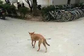 太残忍！流浪狗被人用箭射穿肚子图片