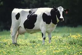 小小昆虫价值40万 全球最贵动物大盘点图片