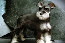 最全狗狗分类，梗类犬详细介绍及图片展示图片