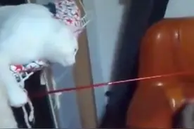 白猫竟用钓鱼竿，把花猫耍得团团转，花猫的智商真是让人哭笑不得图片