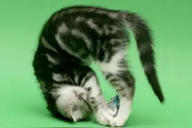 喵星人具有天生的瑜伽基因啊！这小懒腰伸的我给满分！图片