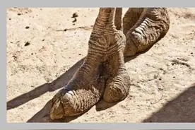 非洲这里的人害羞自卑 只因为脚部长得像鸵鸟图片