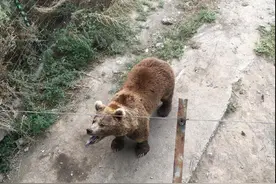 野生动物园的棕熊得了皮肤病没人管？网友们多虑了......图片