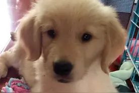 我的金毛从一只软毛小天使变成了秃驴，怀念它的小时候！图片